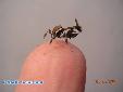 Phyllocrania paradoxa - L3