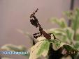 Phyllocrania paradoxa - L3