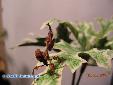 Phyllocrania paradoxa - Male