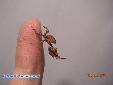 Phyllocrania paradoxa - Male