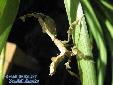 Phyllocrania paradoxa - Male