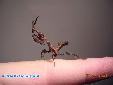 Phyllocrania paradoxa - Male