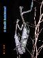 Plistospilota guineensis - Couple