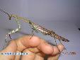 Plistospilota guineensis - Male
