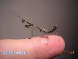 Plistospilota guineensis - L5