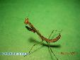 Plistospilota guineensis - L6