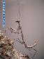 Plistospilota guineensis - L6