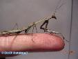 Plistospilota guineensis - Male