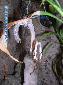 Plistospilota guineensis - Female