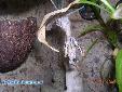 Plistospilota guineensis - Female
