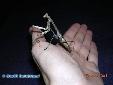 Plistospilota guineensis - Female