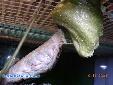 Plistospilota guineensis - Building of ooth