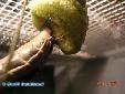 Plistospilota guineensis - Building of ooth