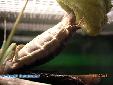 Plistospilota guineensis - Building of ooth