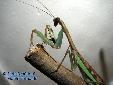 Polyspilota aeruginosa - Male