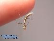 Polyspilota aeruginosa - L2