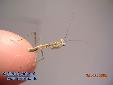 Polyspilota aeruginosa - L3