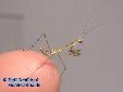 Polyspilota aeruginosa - L3