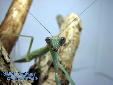Polyspilota aeruginosa - Female