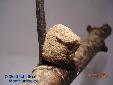 Polyspilota aeruginosa - ooth