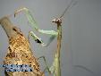 Polyspilota aeruginosa - Male