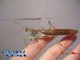Polyspilota griffinii - Male