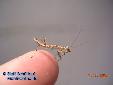 Polyspilota griffinii - L4