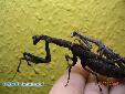 Popa spurca crassa - Couple