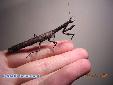 Popa spurca crassa - Male