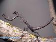 Popa spurca crassa - Male