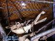 Pseudempusa pinnapavonis - Couple