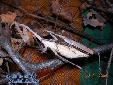 Pseudempusa pinnapavonis - Couple
