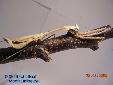 Pseudempusa pinnapavonis - Female