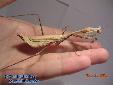 Pseudempusa pinnapavonis - Female