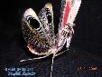 Pseudempusa pinnapavonis - Male