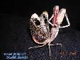 Pseudempusa pinnapavonis - Male