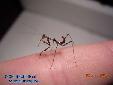 Pseudempusa pinnapavonis - L2