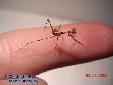 Pseudempusa pinnapavonis - L2