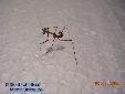 Pseudempusa pinnapavonis - L2