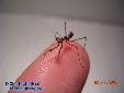 Pseudempusa pinnapavonis - L2