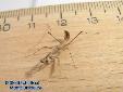 Pseudempusa pinnapavonis - L3