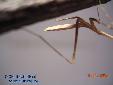 Pseudempusa pinnapavonis - Female
