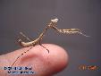 Pseudempusa pinnapavonis - Male