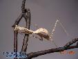 Pseudempusa pinnapavonis - Female