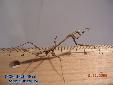 Pseudempusa pinnapavonis - Male