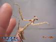 Pseudempusa pinnapavonis - Female