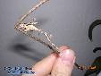 Pseudempusa pinnapavonis - Male