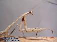 Pseudempusa pinnapavonis - Female