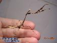 Pseudempusa pinnapavonis - Male