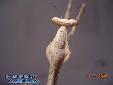 Pseudempusa pinnapavonis - Female